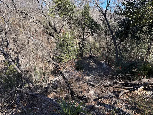 a view of a forest with a tree