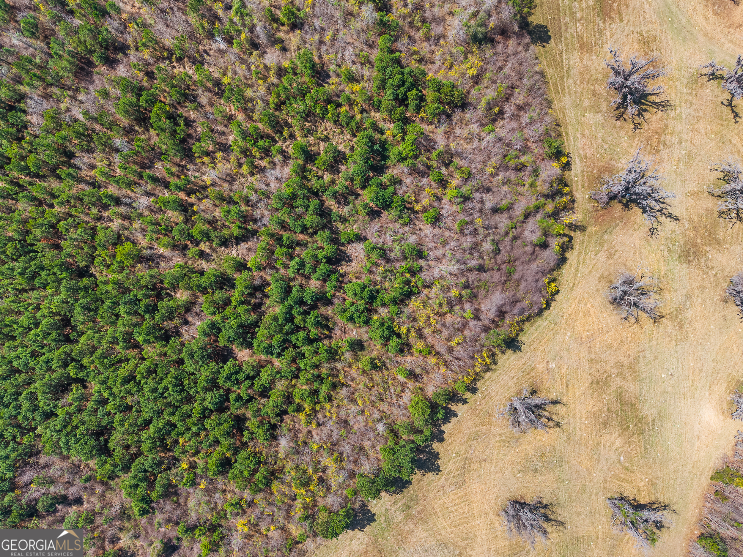 0 Cleary Road Brooklet, GA 30415 - Photo 13 of 16