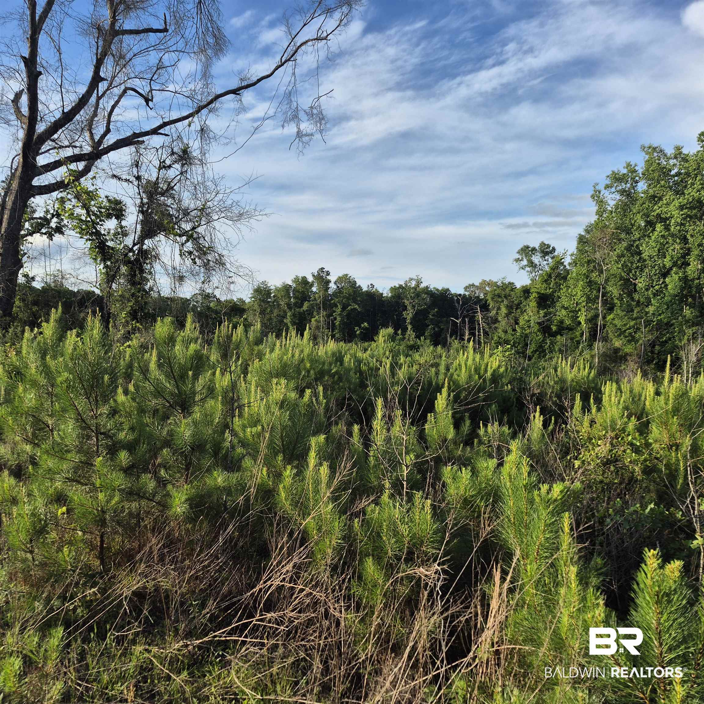 0 Brooklyn Road Evergreen, AL 36401 - Photo 2 of 15