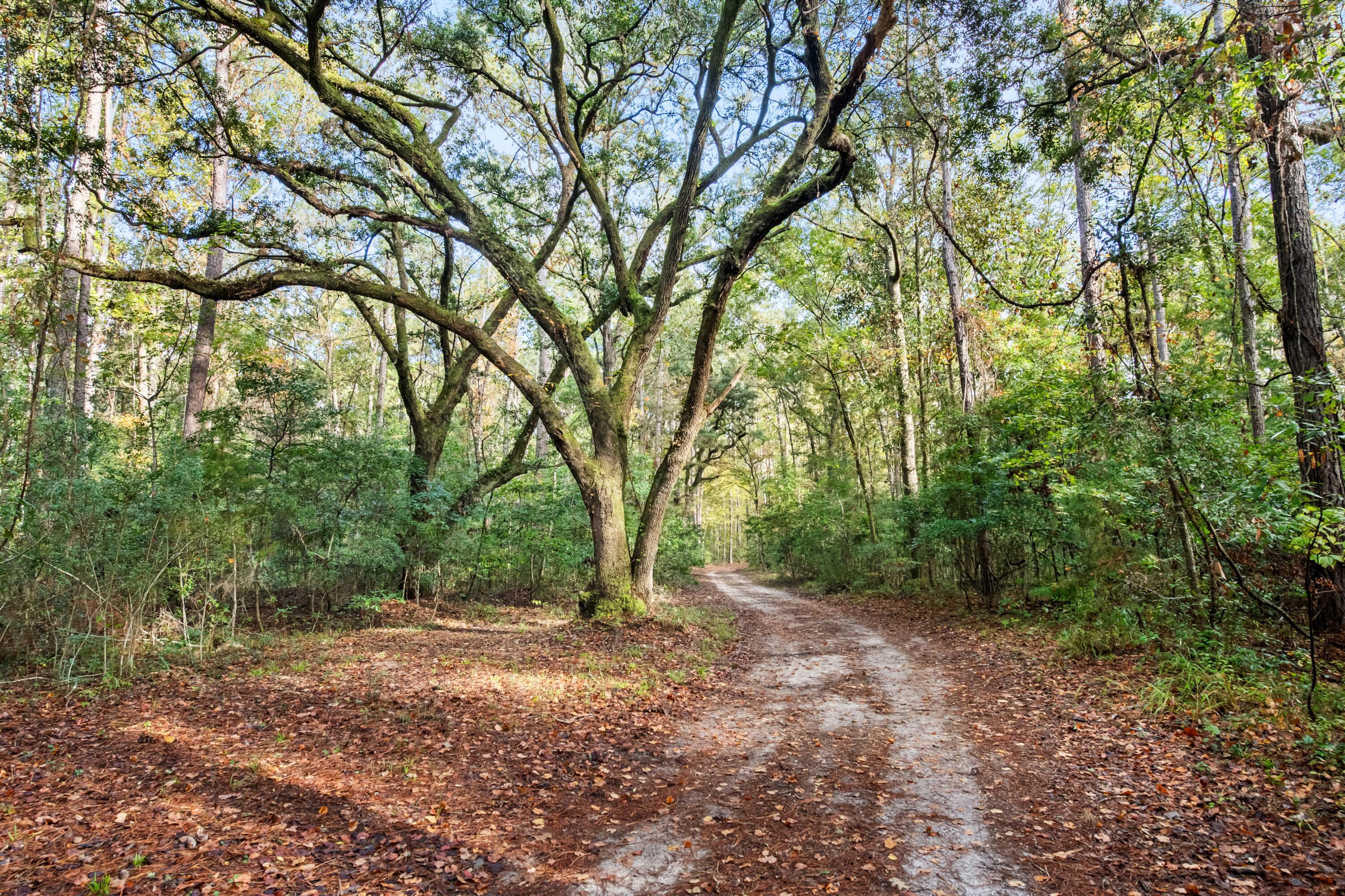527-acres Spring Grove Road Adams Run, SC 29426 - Photo 2 of 44 HFL_OSBORNE TRACT-13