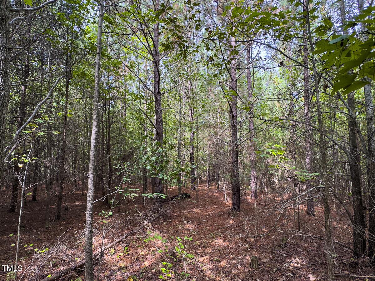 Lot-6-00 Wilson Road Providence, NC 27315 - Photo 24 of 36 Caswell Co. NC 3.01-Backwoods-Lot 6-24