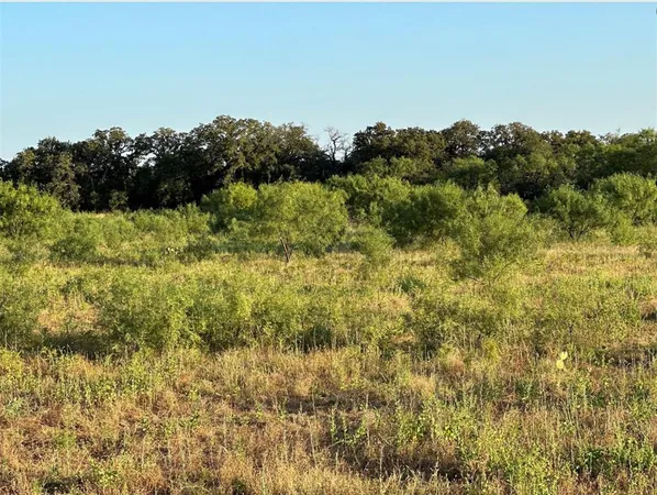 a view of a bunch of trees and bushes