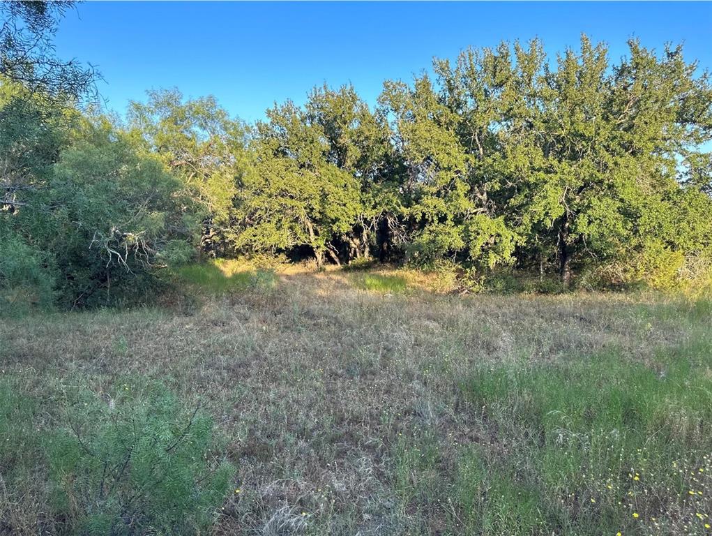 331 County Road Bangs, TX 76823 - Photo 13 of 33 a view of a yard with a tree