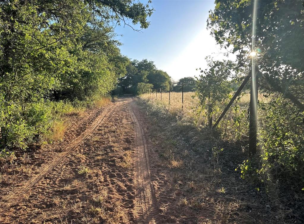 331 County Road Bangs, TX 76823 - Photo 14 of 33 a view of a yard with plants and a large tree