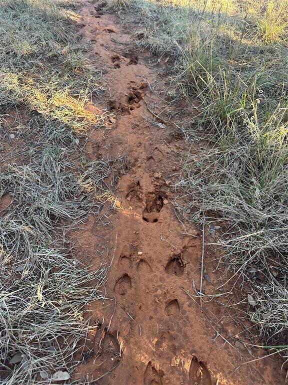331 County Road Bangs, TX 76823 - Photo 32 of 33 a view of a field with a tree