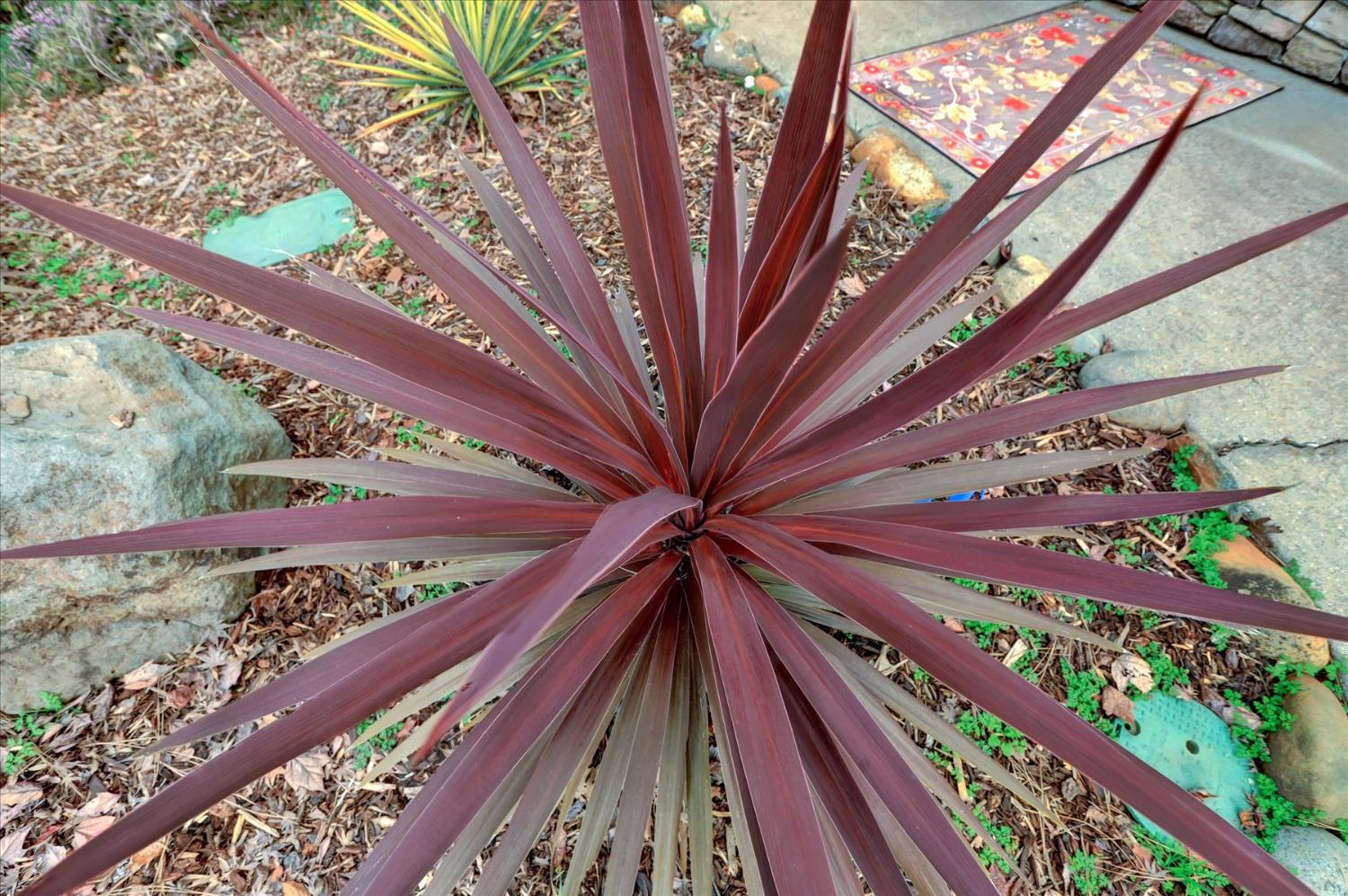 124 Ruby Ledge Court Grass Valley, CA 95945 - Photo 77 of 87 a view of a yard with a tree