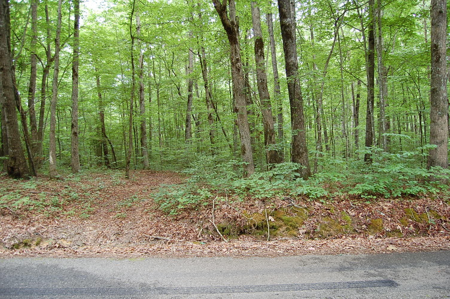 Gallery Image 6
