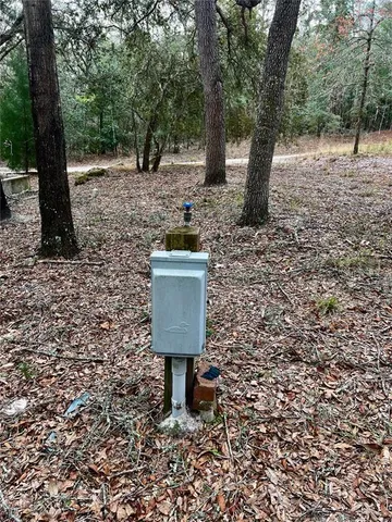 a view of a backyard with plants and trees