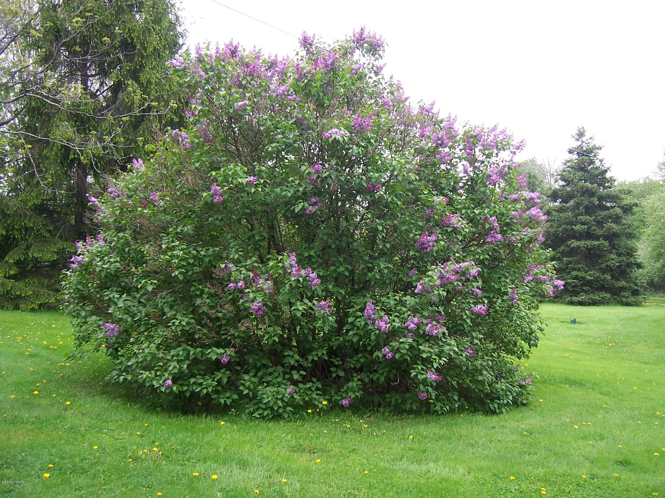 41 Como Road Lakewood, PA 18439 - Photo 19 of 22 LILAC TREE