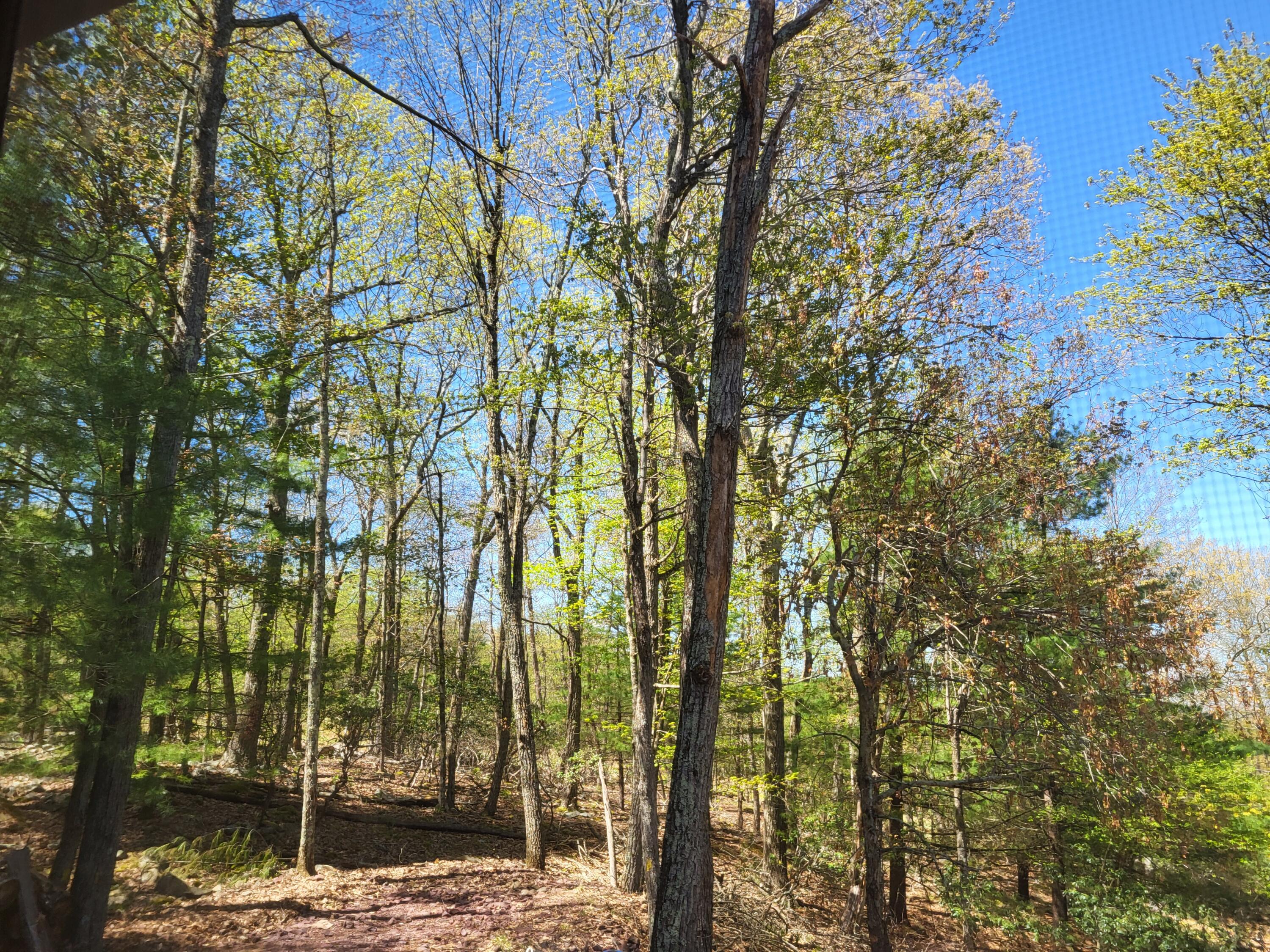 74 Split Rock Road Lake Harmony, PA 18624 - Photo 69 of 77 Backyard View