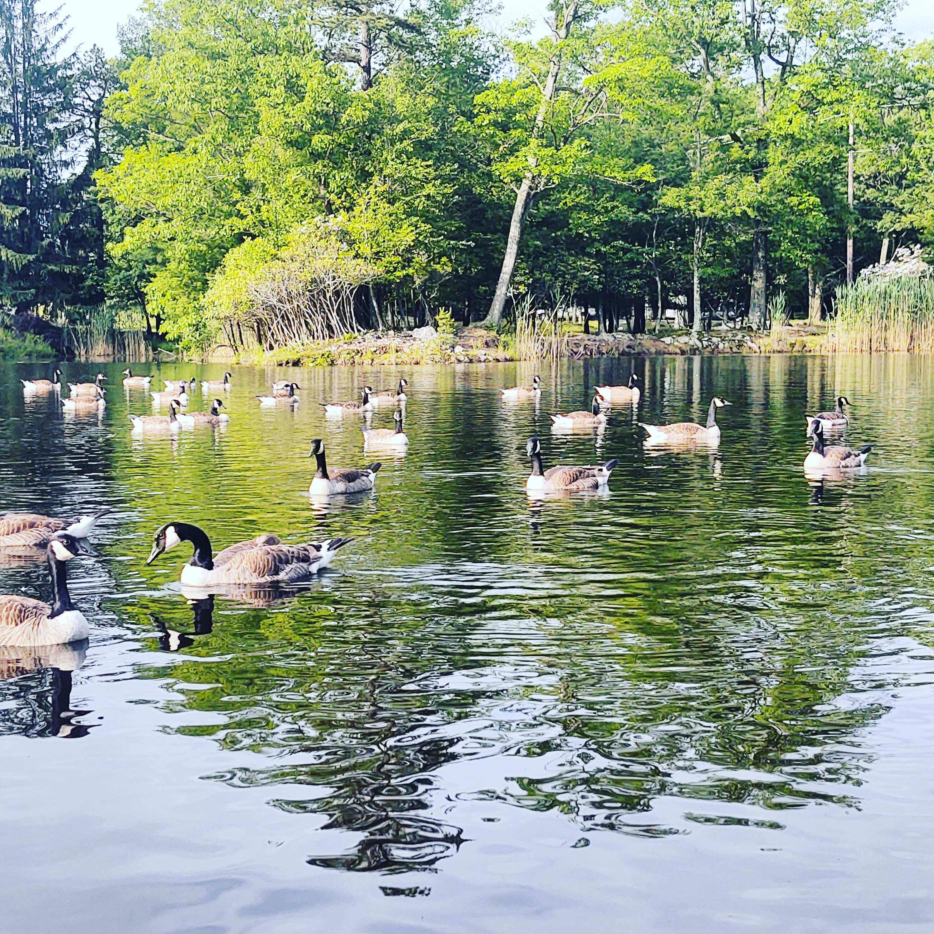 74 Split Rock Road Lake Harmony, PA 18624 - Photo 73 of 77 POND AT BOTTOM OF SKI HILL