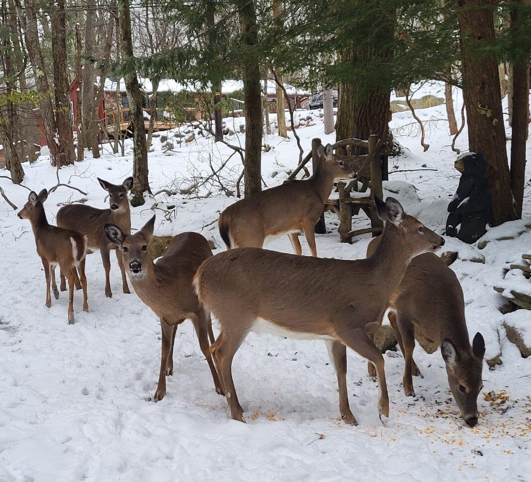 74 Split Rock Road Lake Harmony, PA 18624 - Photo 74 of 77 Deer