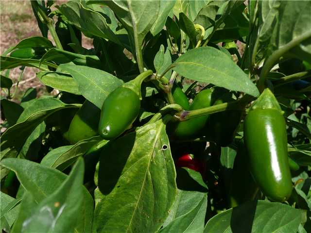 1681 Prochnow Road Dripping Springs, TX 78620 - Photo 1 of 1 a close up of a plant in a garden