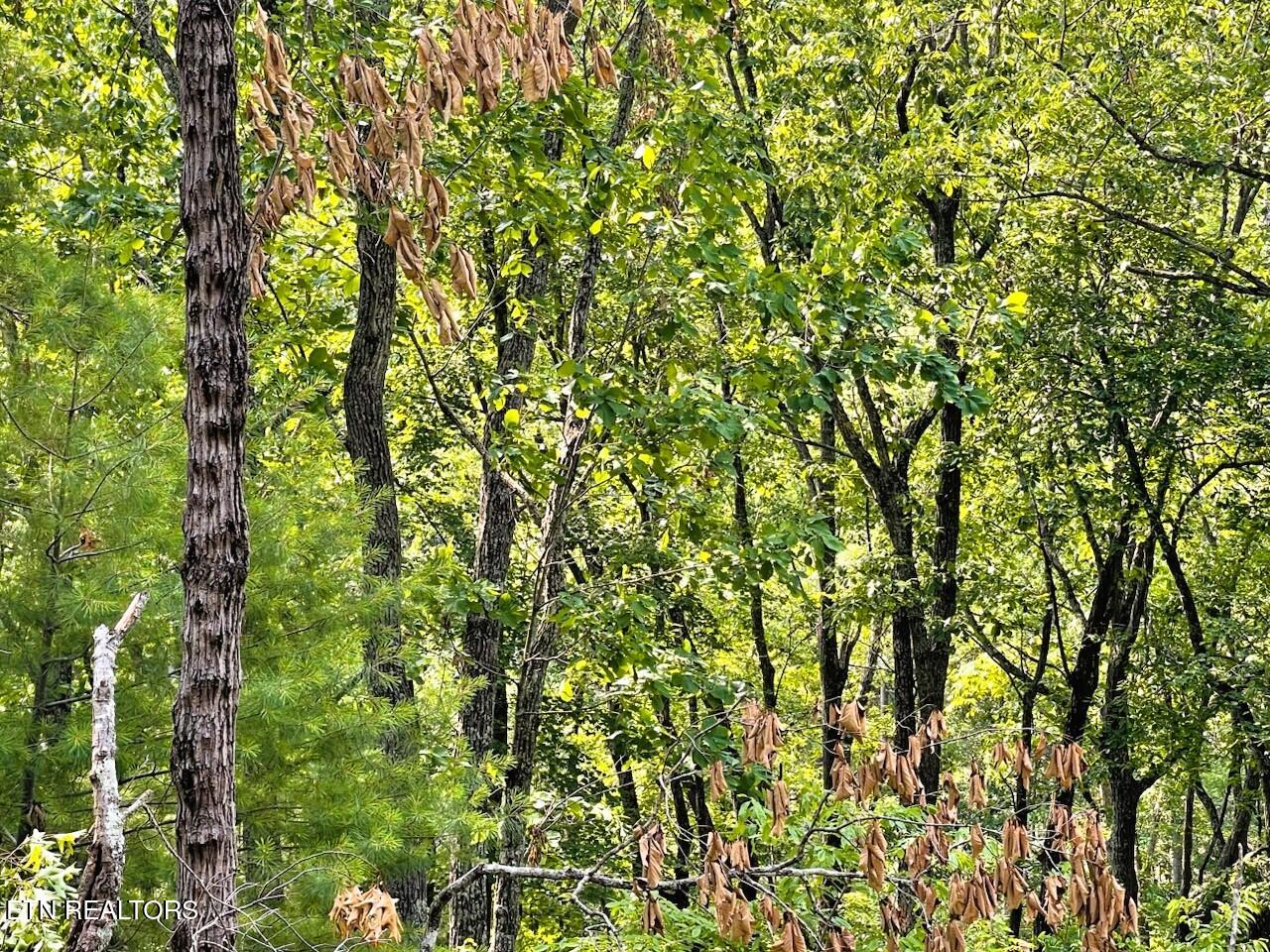 0 Blair Road Harriman, TN 37748 - Photo 5 of 9 0 Blair RD Harriman TN TRACT E