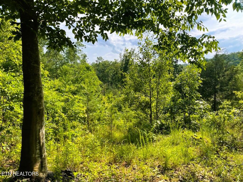 0 Blair Road Harriman, TN 37748 - Photo 6 of 9 0 Blair RD Harriman TN TRACT F