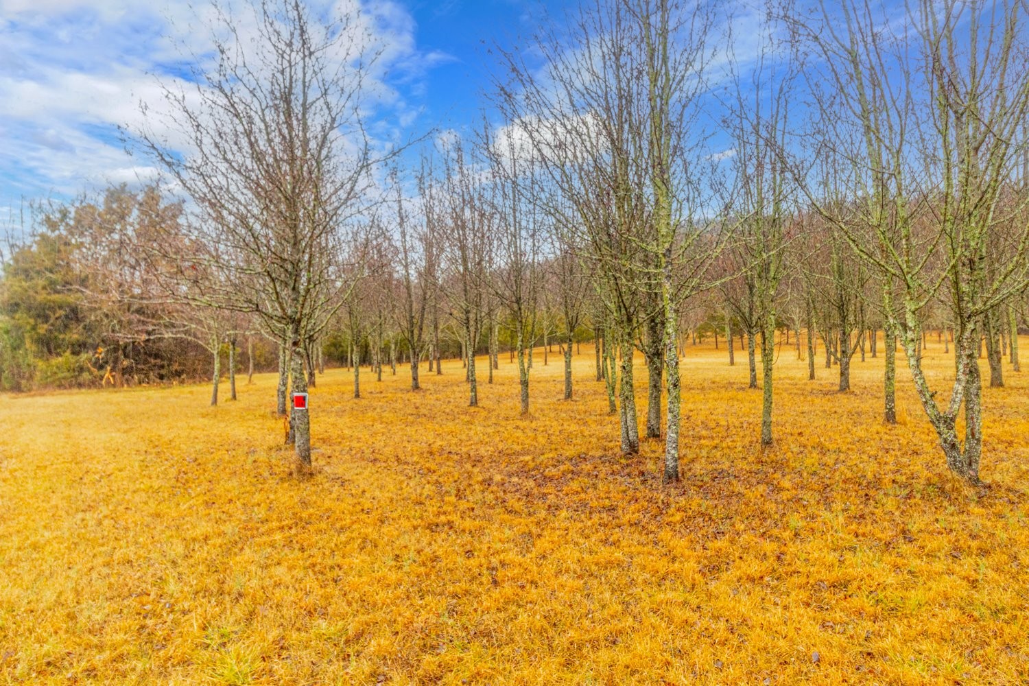 570 Coop Road Bell Buckle, TN 37020 - Photo 45 of 49