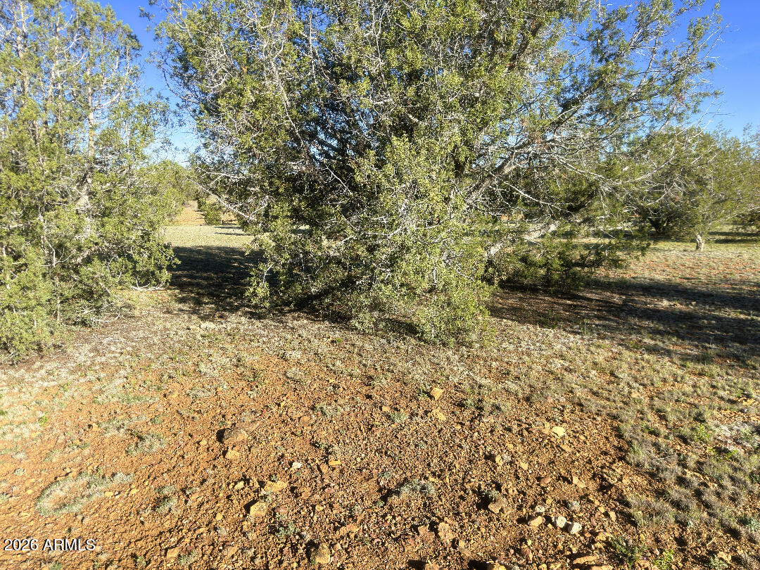 15723 High Tank Road Williams, AZ 86046 - Photo 15 of 18 a view of a yard with a tree