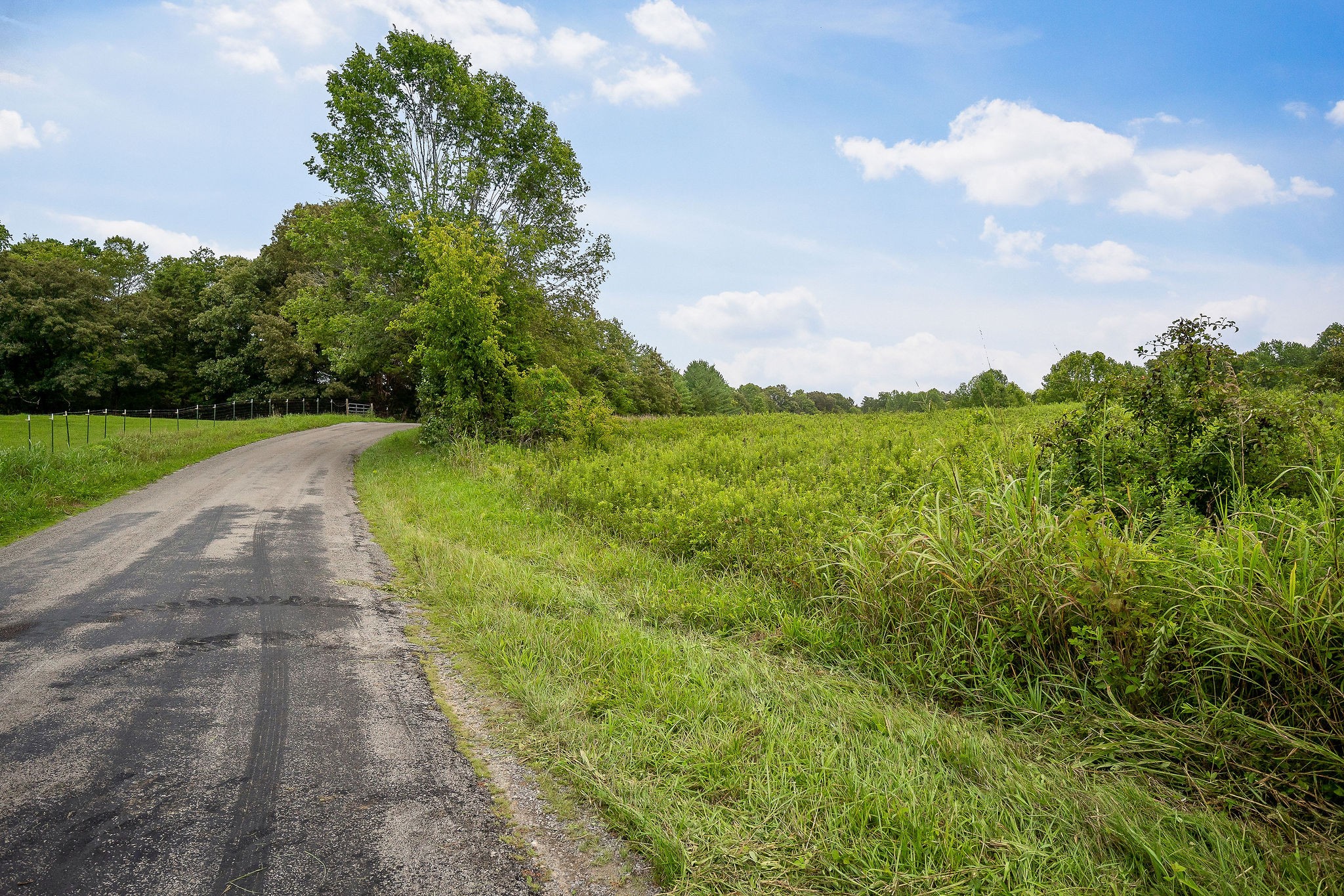 0 Four 4 Seasons Road Smithville, TN 37166 - Photo 15 of 17 a view of a big yard with plants and a large tree
