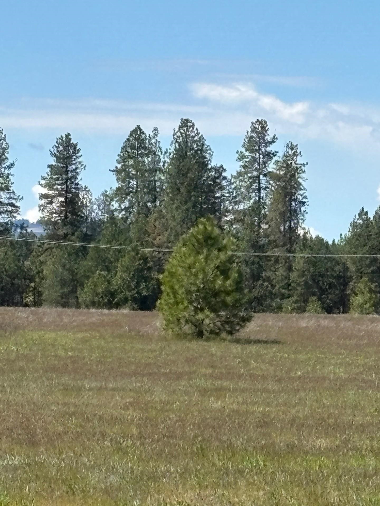 0 North Yale Road Colbert, WA 99005 - Photo 21 of 29
