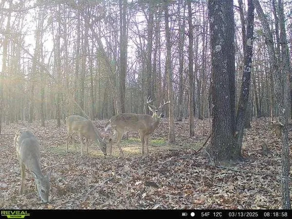 $1,800,000 | 15183 County Road 399 N/a, Cross Timbers, MO 65634