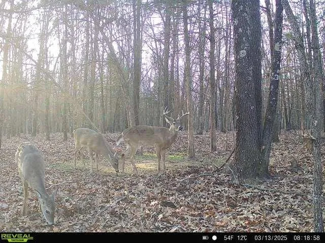 $1,800,000 | 15183 County Road 399 N/a, Cross Timbers, MO 65634