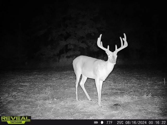 $1,800,000 | 15183 County Road 399 N/a, Cross Timbers, MO 65634