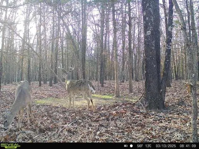 $1,800,000 | 15183 County Road 399 N/a, Cross Timbers, MO 65634