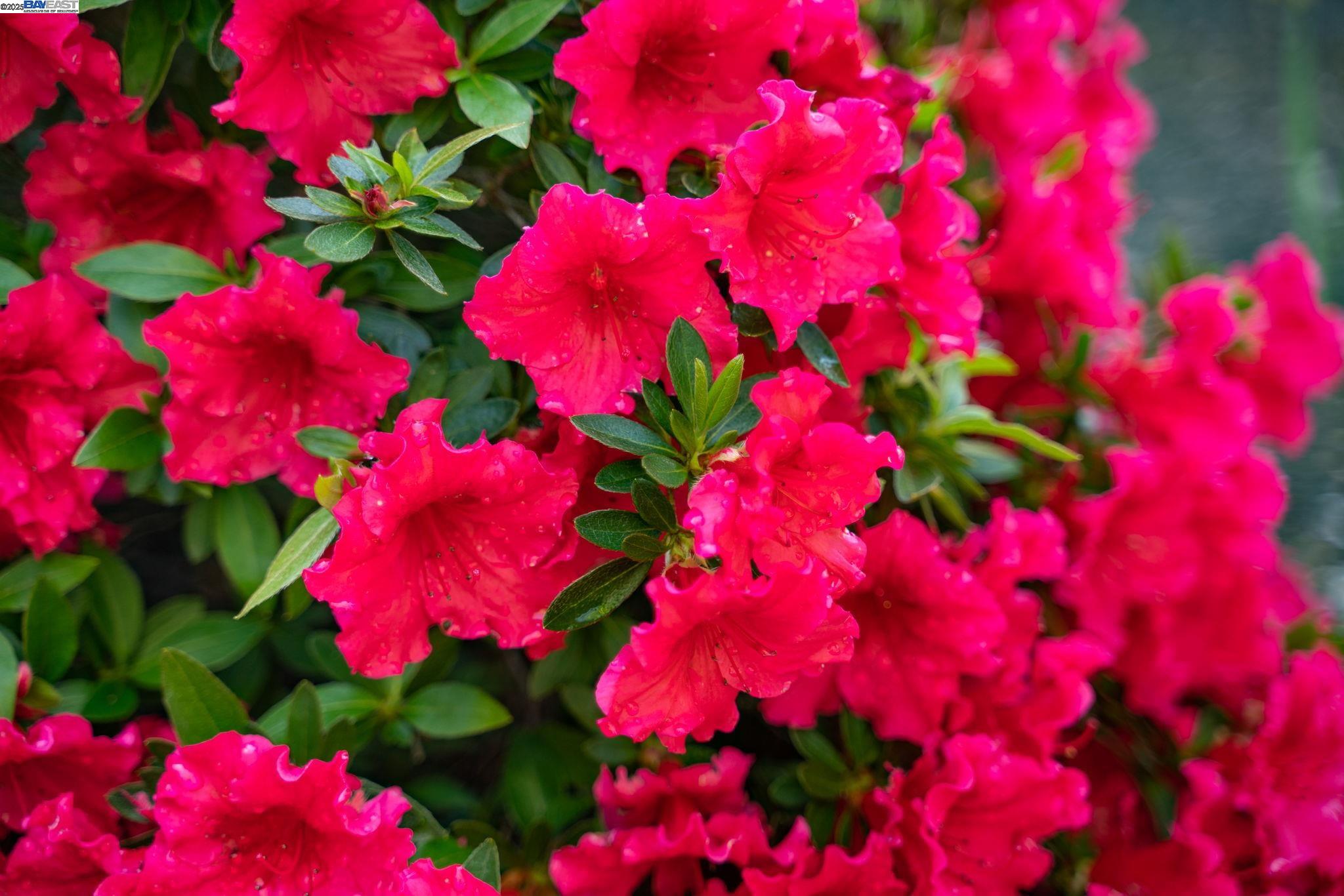 484 El Pintado Road Danville, CA 94526 - Photo 50 of 60 a view of a flower