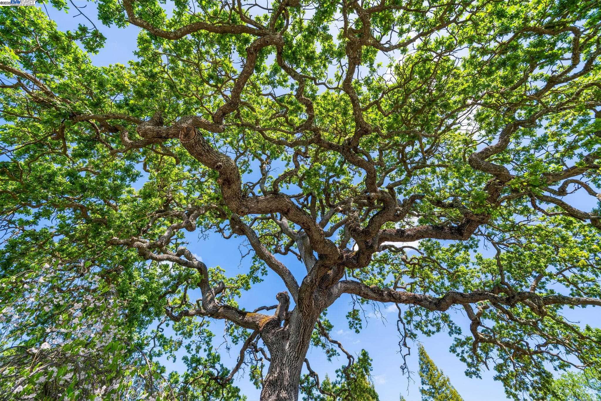 484 El Pintado Road Danville, CA 94526 - Photo 55 of 60 a picture of tree