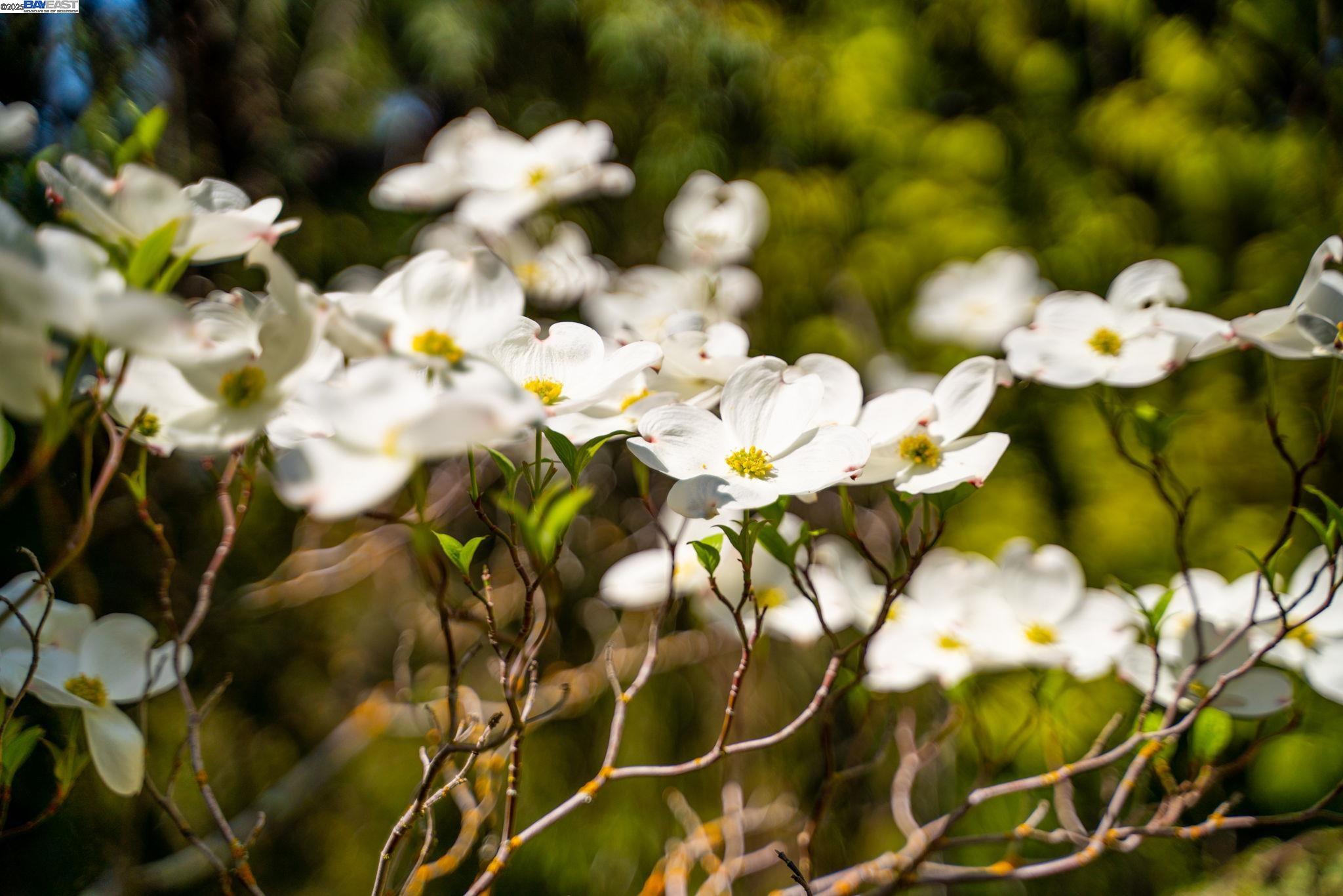484 El Pintado Road Danville, CA 94526 - Photo 57 of 60