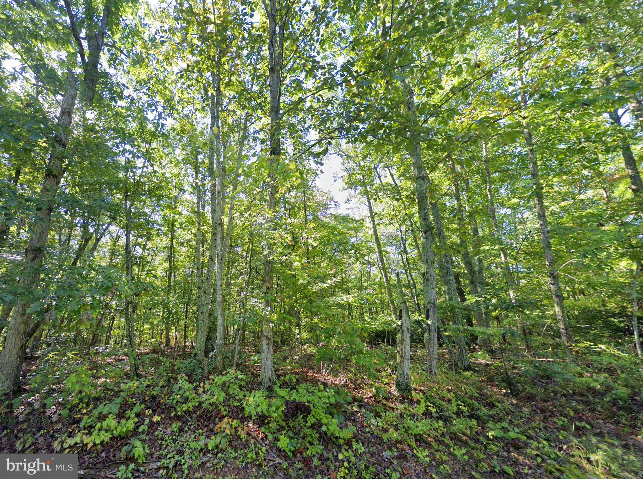 Lot 1 Laurel Road Shipman, VA 22971 - Photo 7 of 10 a view of a lush green forest