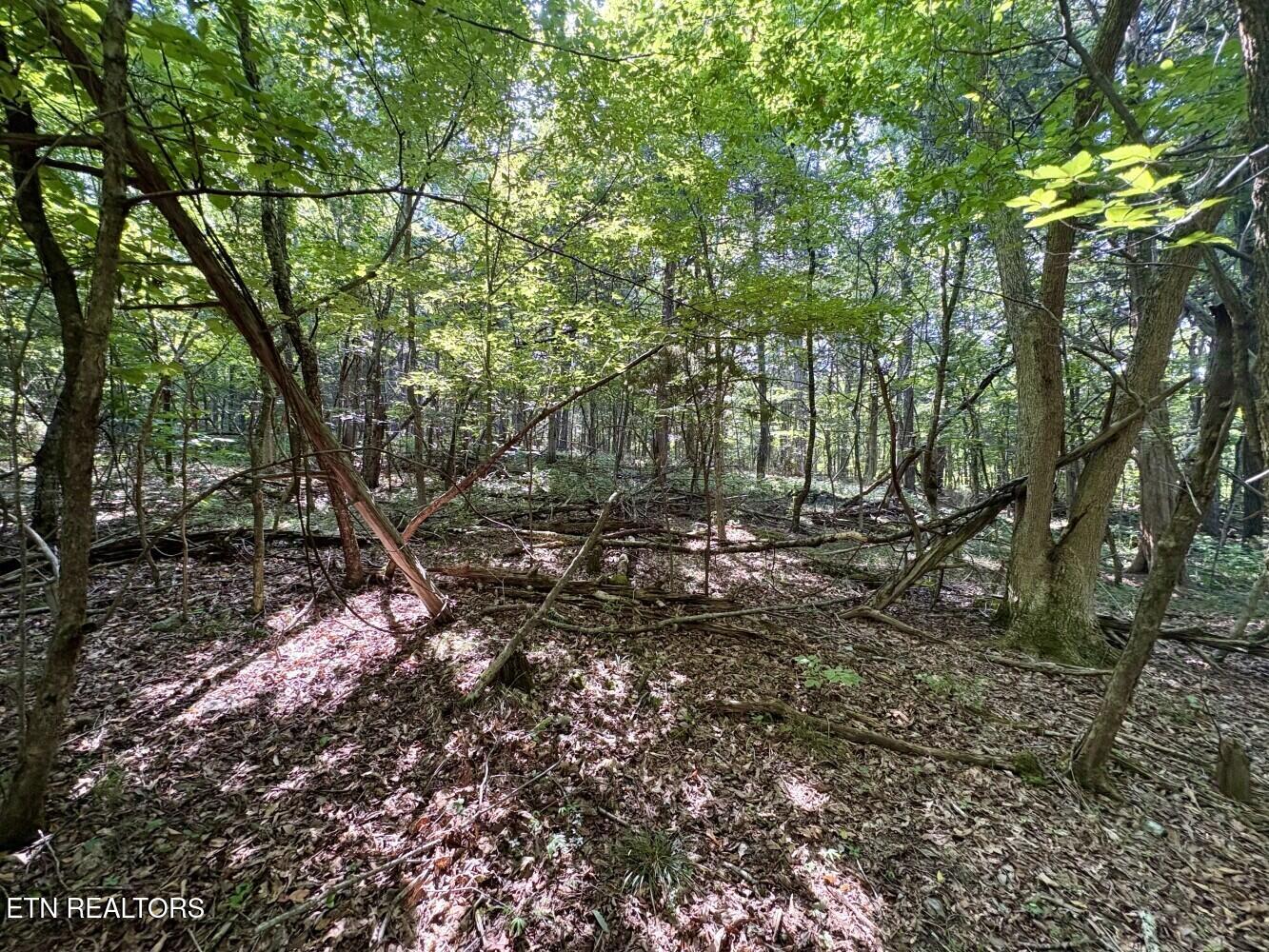 456 Geisler Road Piney Flats, TN 37686 - Photo 6 of 9 686eb1611ed14