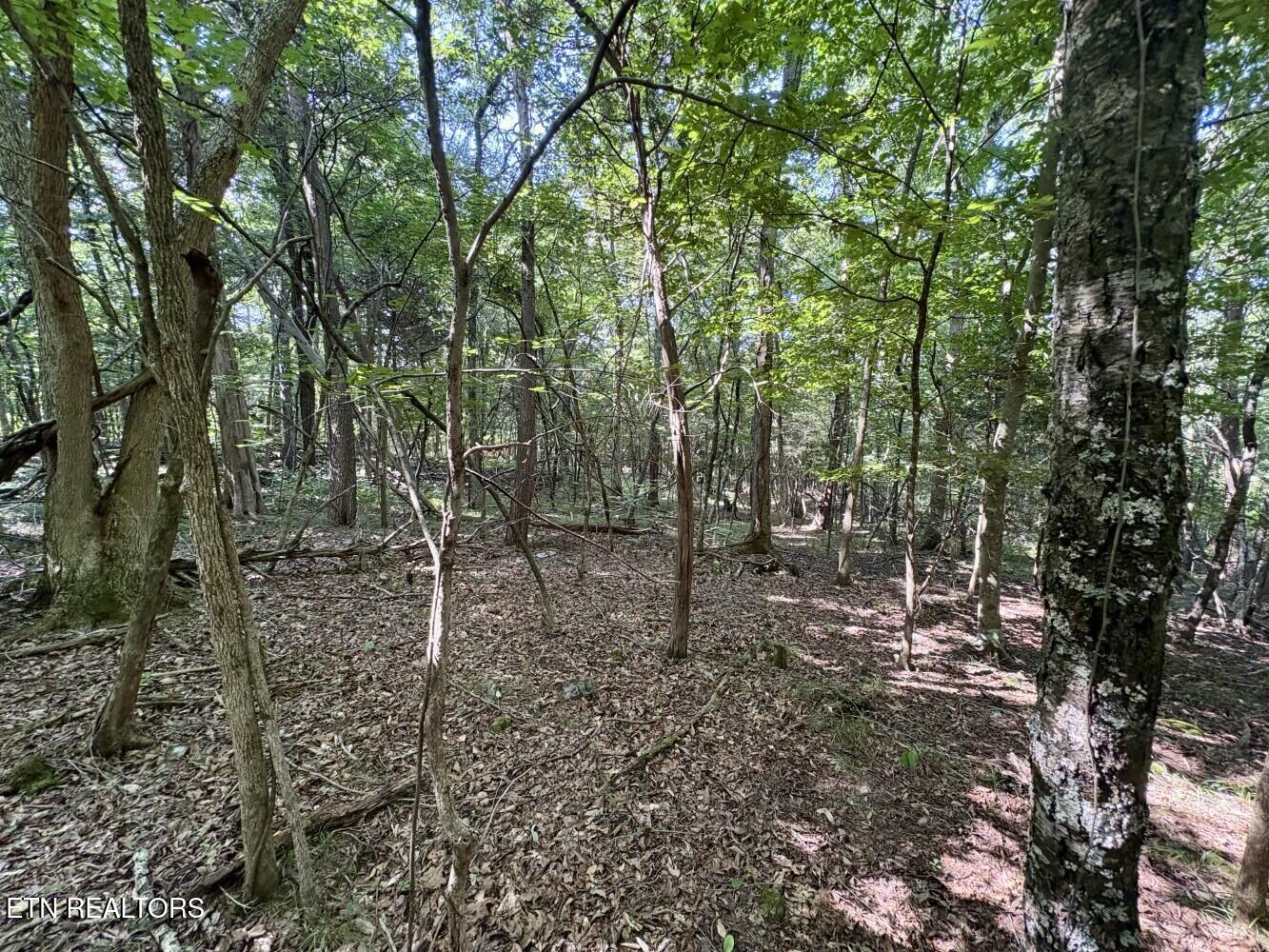 456 Geisler Road Piney Flats, TN 37686 - Photo 7 of 9 686eb154cf267