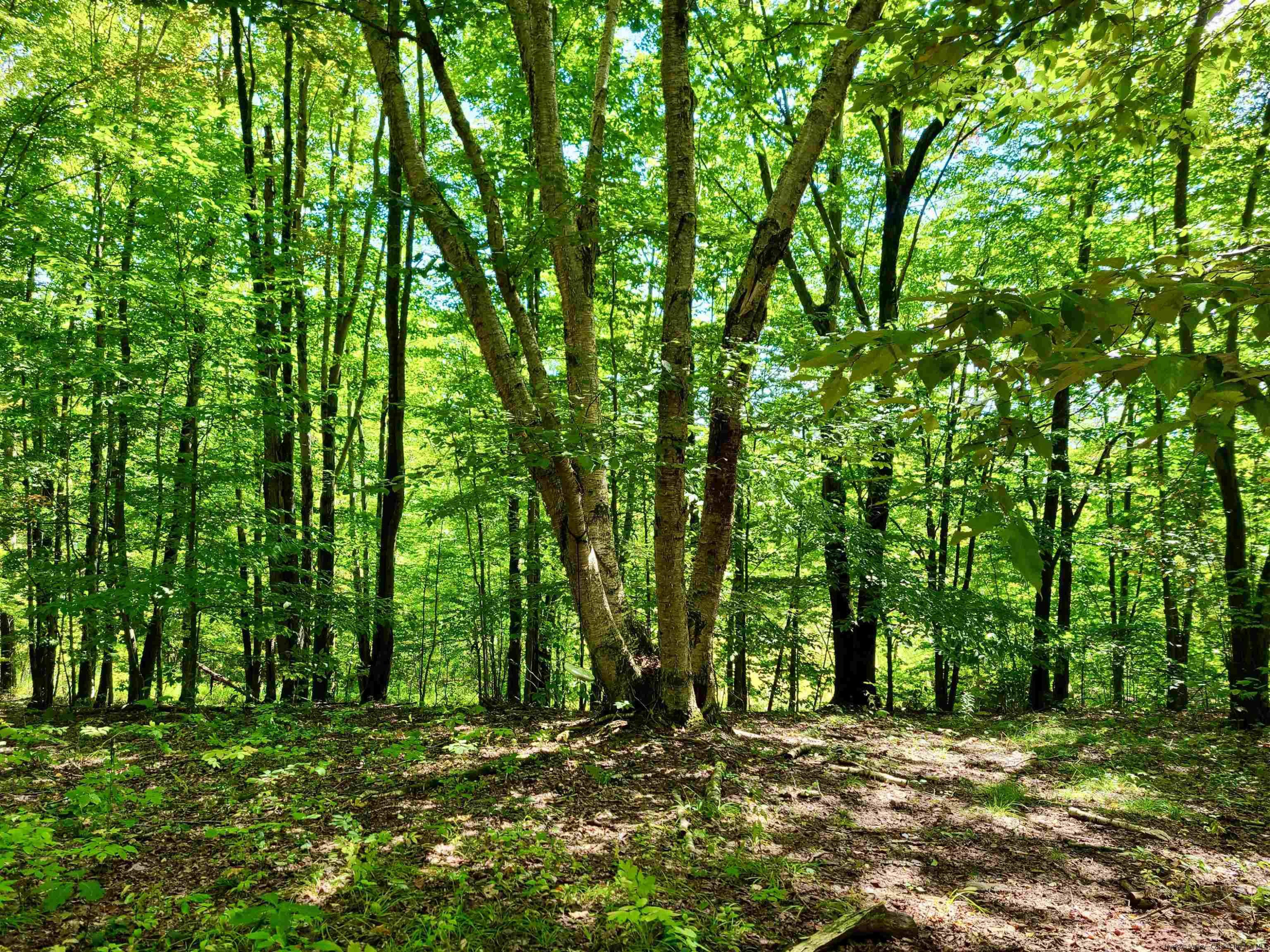 Tbd Silas Lake Road Fleischmanns, NY 12430 - Photo 4 of 11 Photo 4