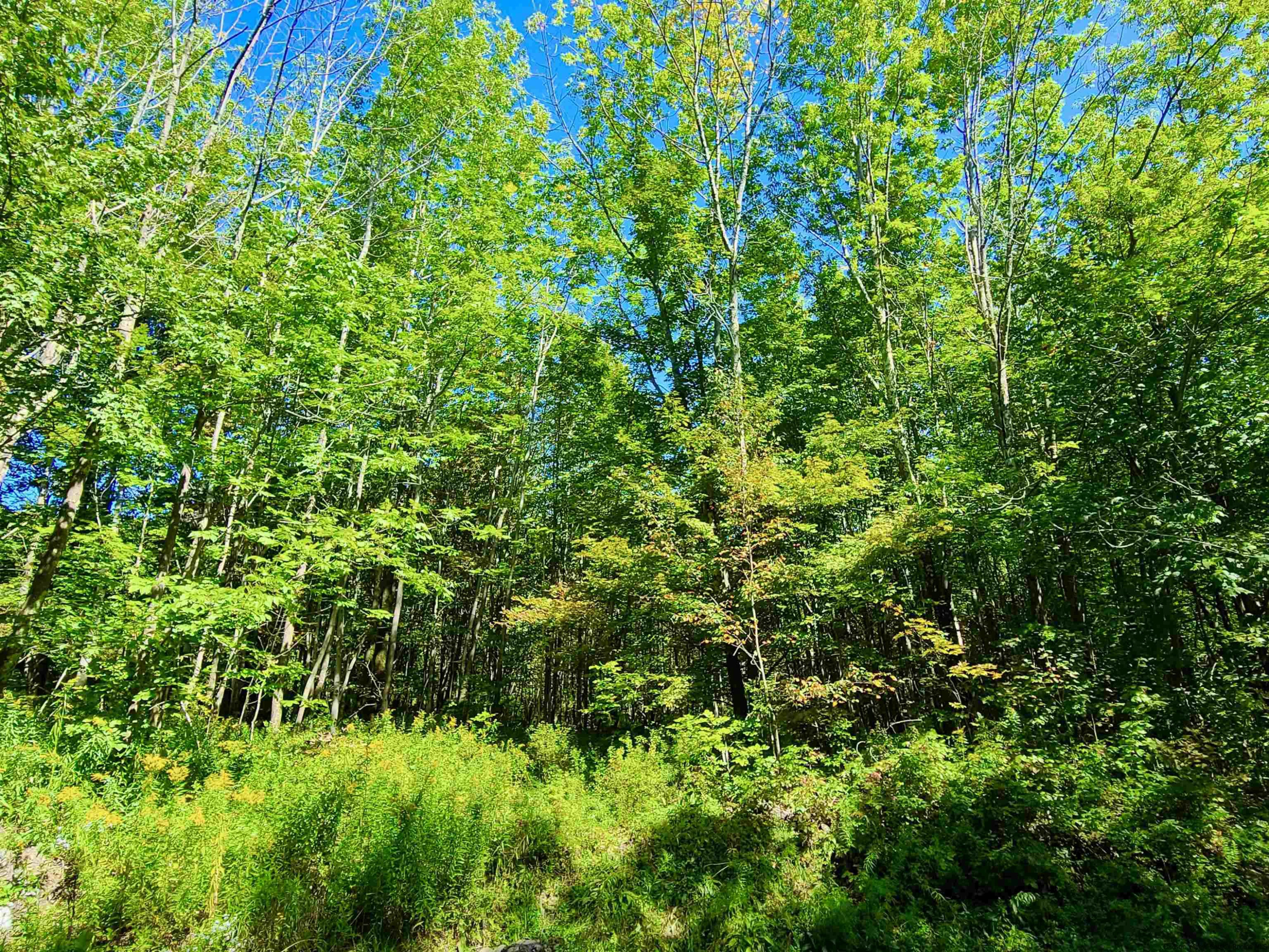 Tbd Silas Lake Road Fleischmanns, NY 12430 - Photo 5 of 11 Photo 5