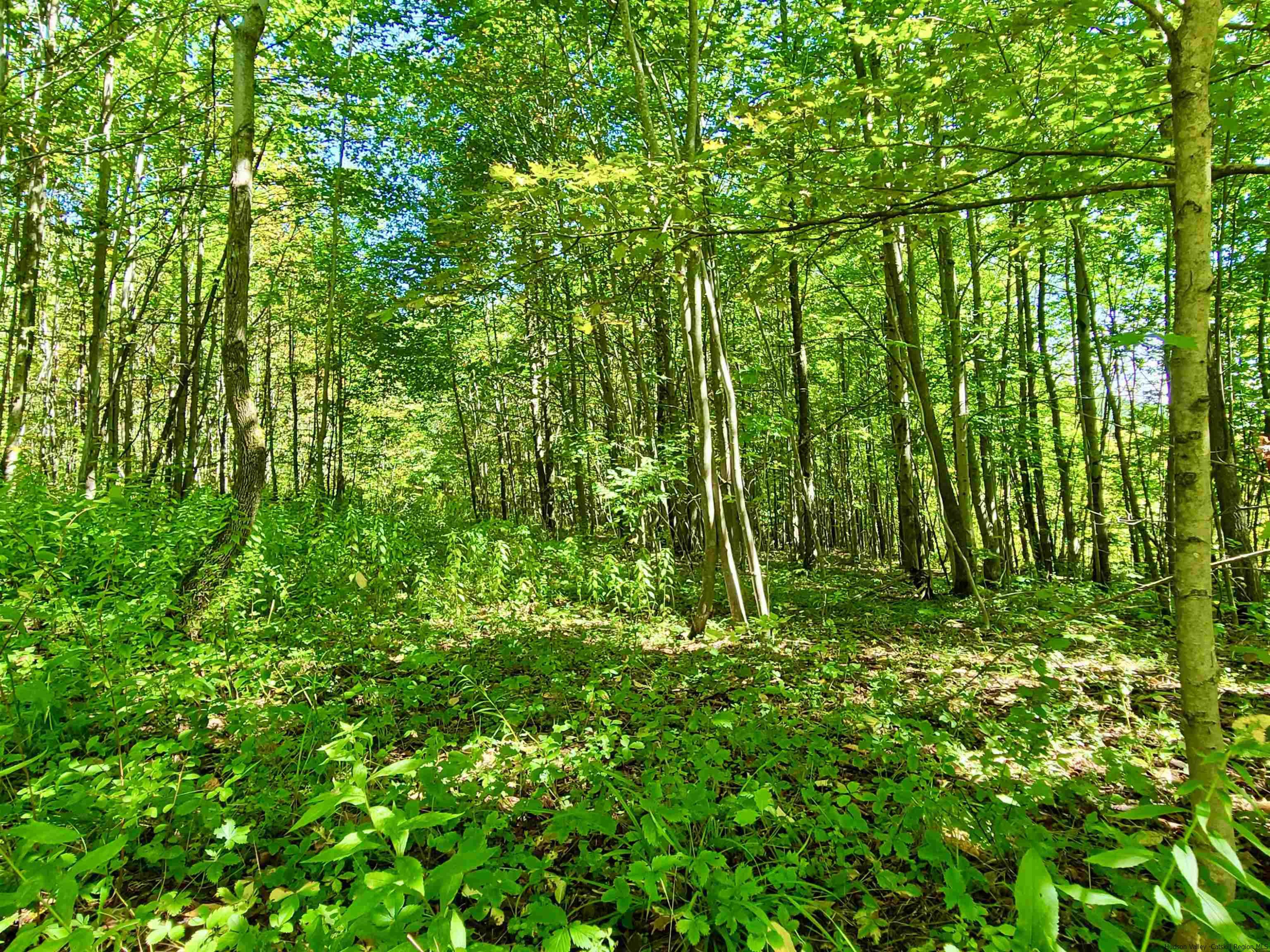 Tbd Silas Lake Road Fleischmanns, NY 12430 - Photo 7 of 11 Photo 7