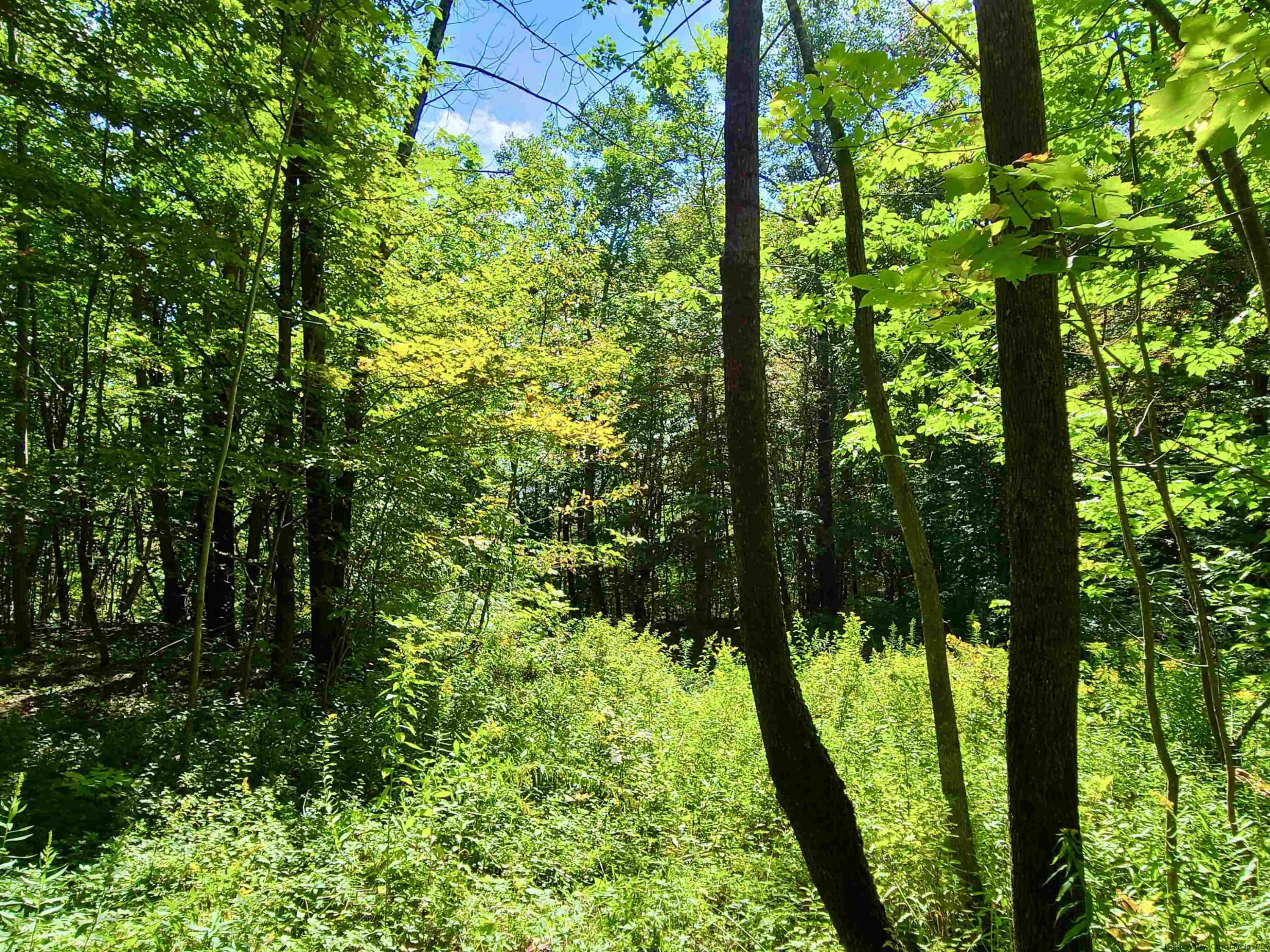 Tbd Silas Lake Road Fleischmanns, NY 12430 - Photo 8 of 11 Photo 8