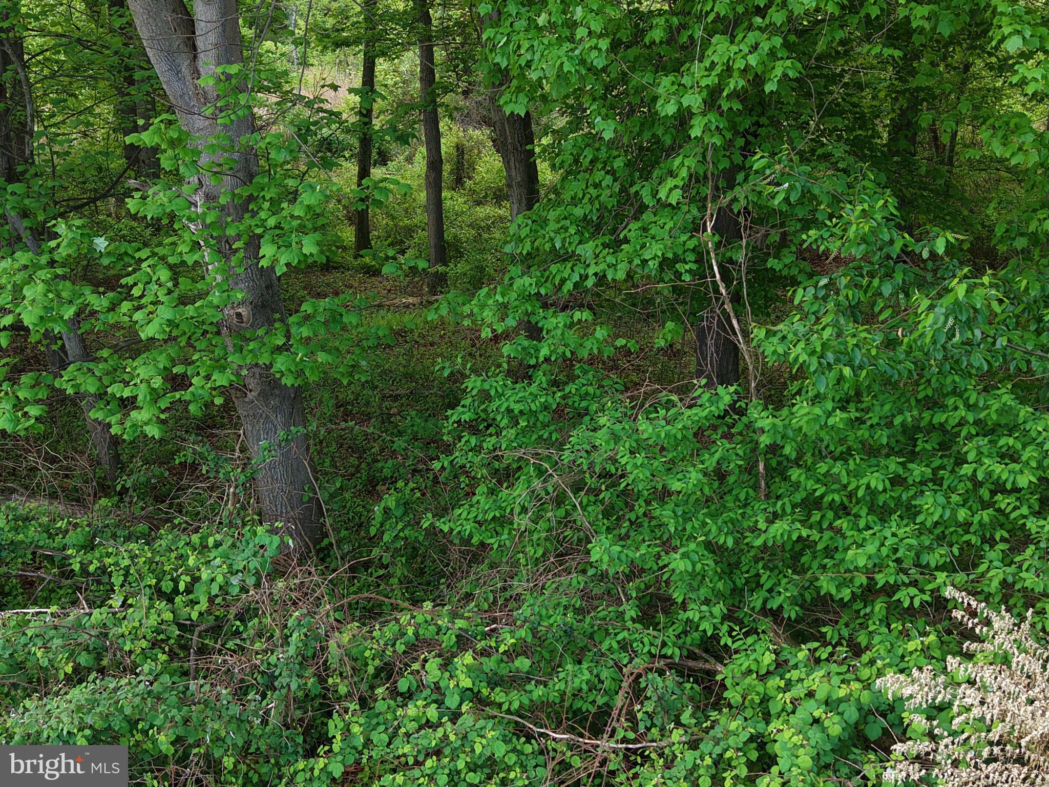 Cromwell Clark Road Chestertown, MD 21620 - Photo 11 of 19