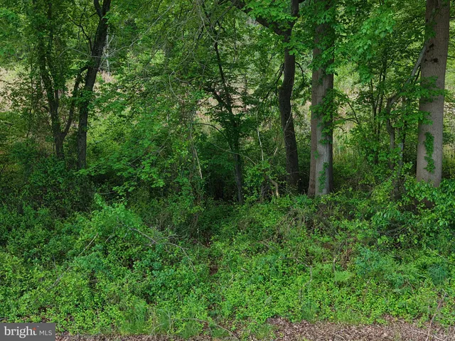 a view of a forest with trees in the background