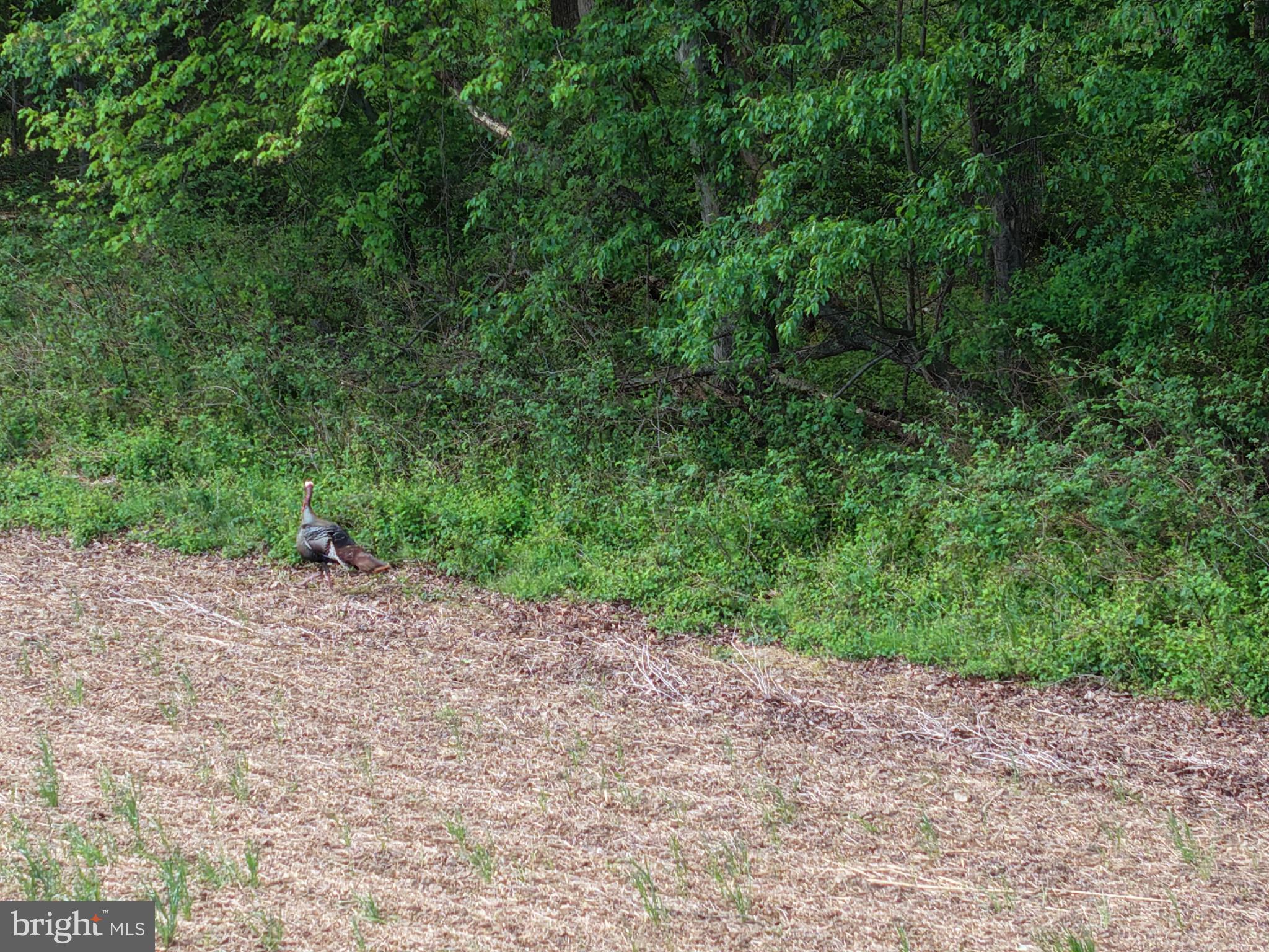 Cromwell Clark Road Chestertown, MD 21620 - Photo 13 of 19
