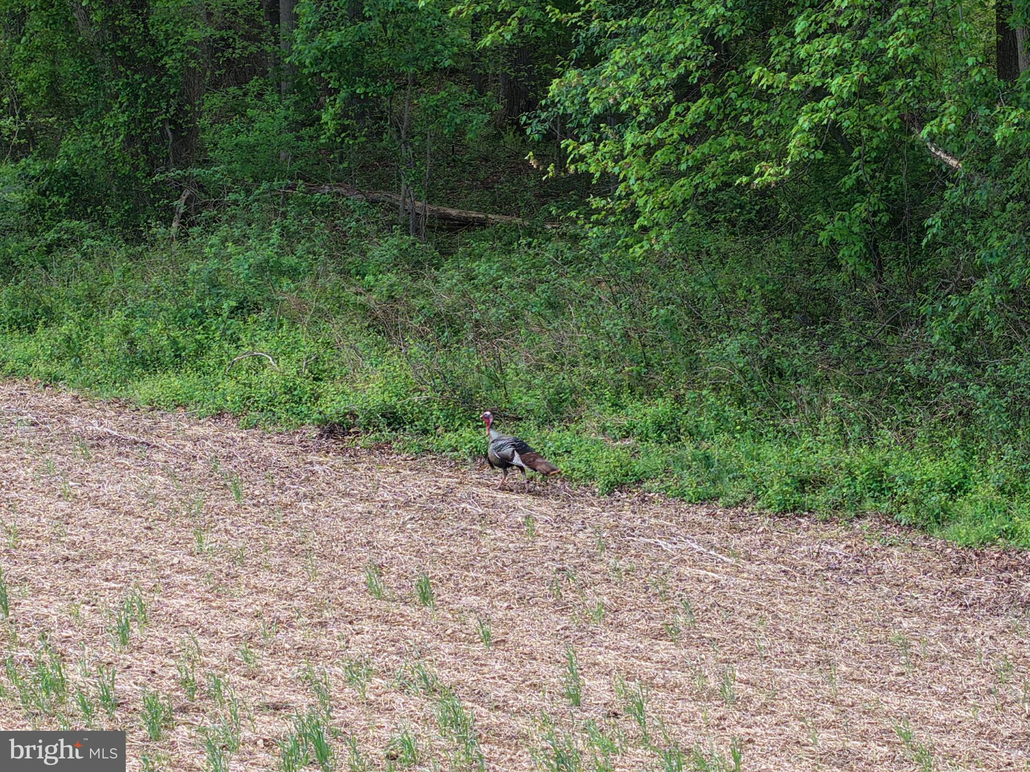 Cromwell Clark Road Chestertown, MD 21620 - Photo 14 of 19