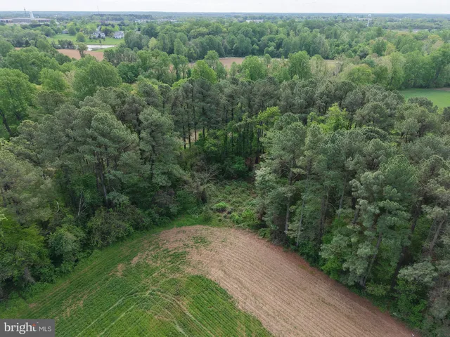 a view of a forest with a street
