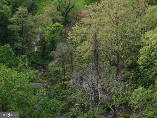 a view of a forest with lots of trees