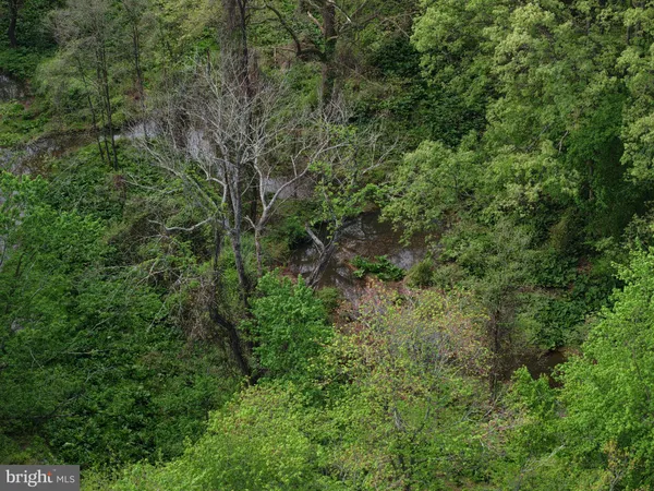 a view of a lush green forest