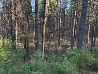 Faye Wildcat Ranch Road Whitmore, CA 96096 - Photo 5 of 14 Wildcat Pines