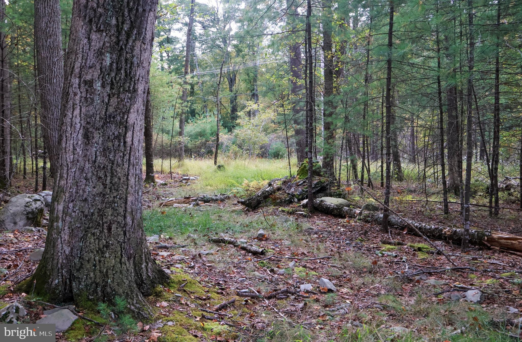 0 Park Road Dingmans Ferry, PA 18328 - Photo 11 of 30 a view of a forest with a tree