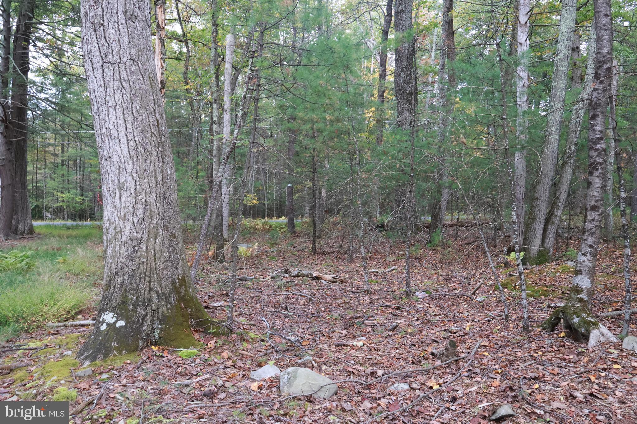 0 Park Road Dingmans Ferry, PA 18328 - Photo 13 of 30 a view of a forest that has large trees
