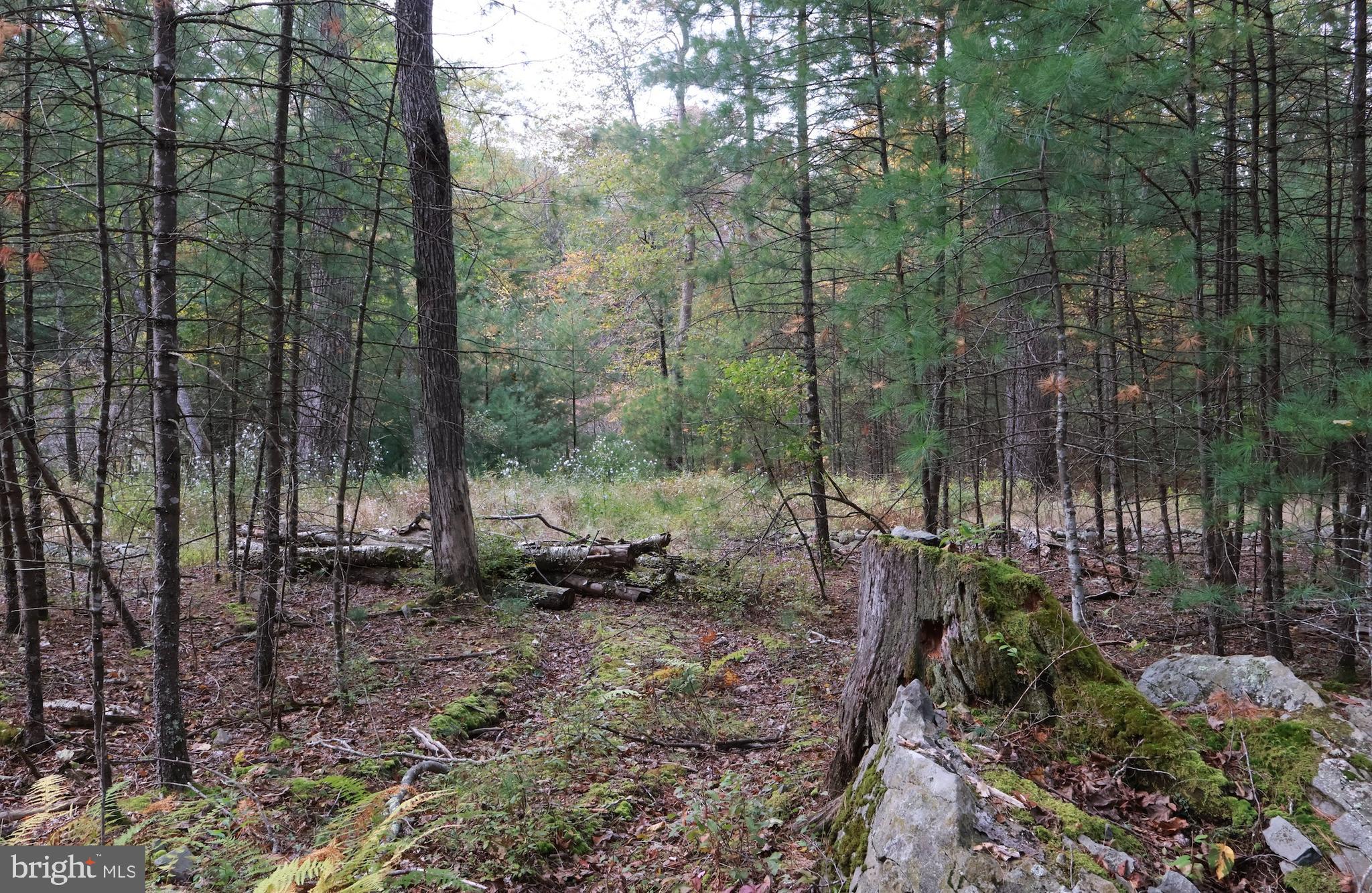 0 Park Road Dingmans Ferry, PA 18328 - Photo 14 of 30 a view of a forest filled with trees