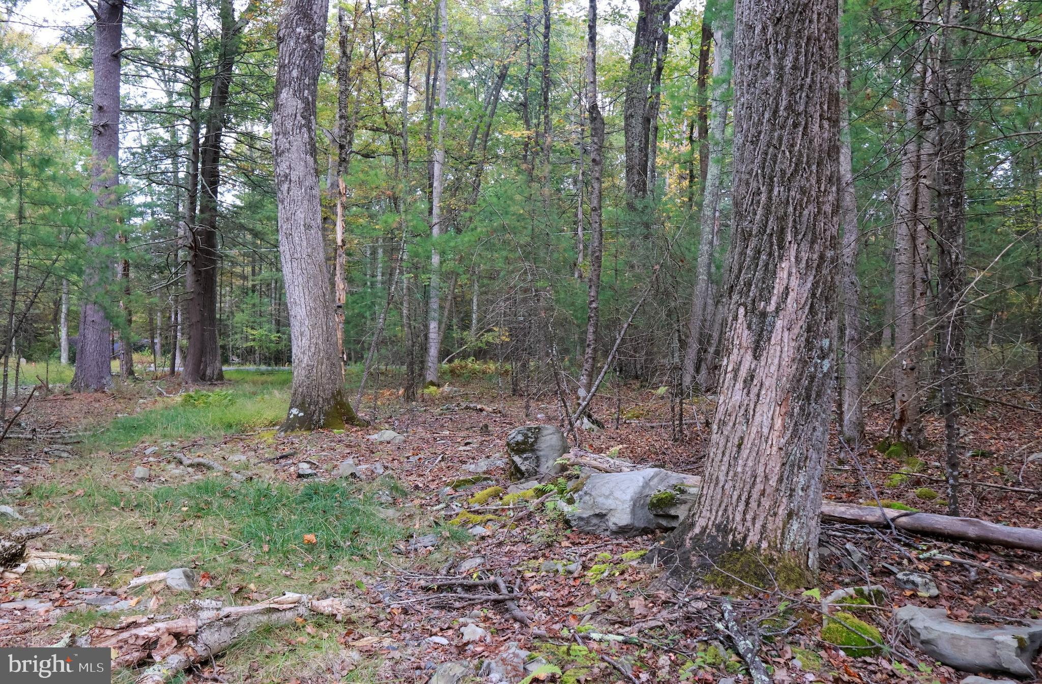 0 Park Road Dingmans Ferry, PA 18328 - Photo 15 of 30 a view of a forest filled with trees