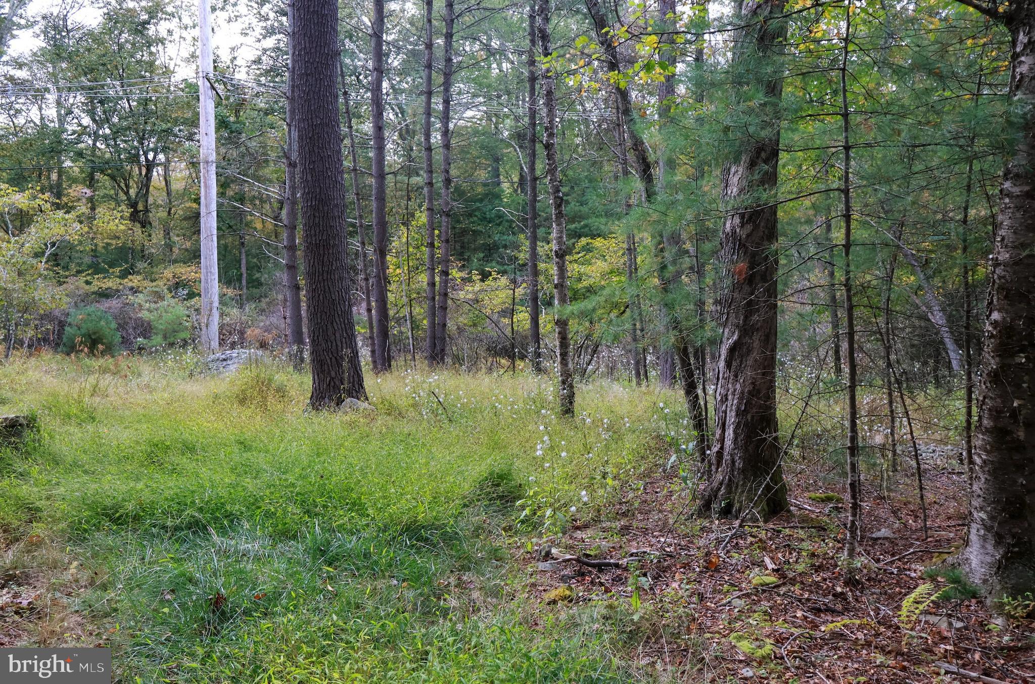 0 Park Road Dingmans Ferry, PA 18328 - Photo 16 of 30 a view of a forest that has a tree